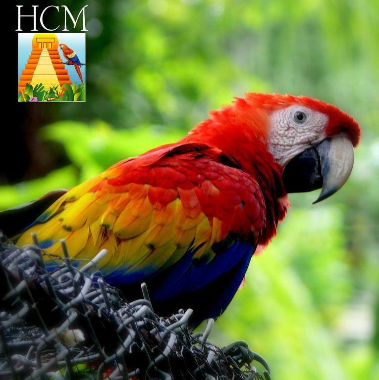 Hotel Ciudad Blanca Copán エクステリア 写真